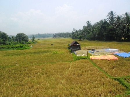 Panen Terancam Gagal