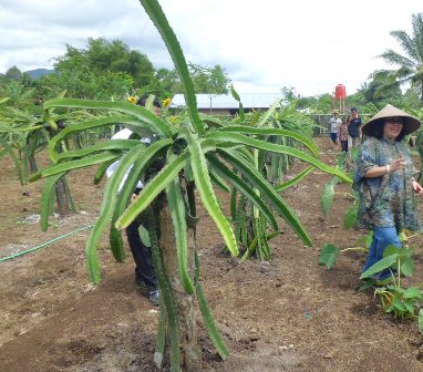 Buah Naga Diserang Hama