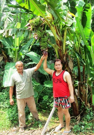 Pisang Bertandan 4