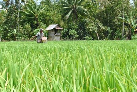 Petani Harapkan Benih Padi