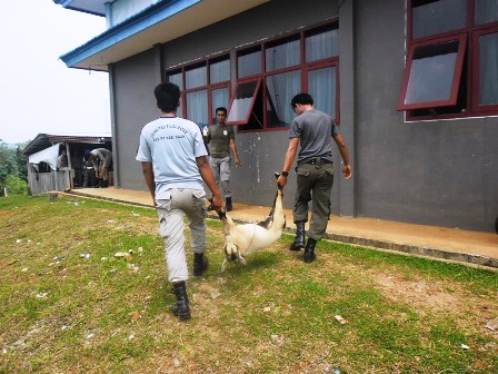 PNS, Sapi dan Kambing Keluyuran Ditangkap