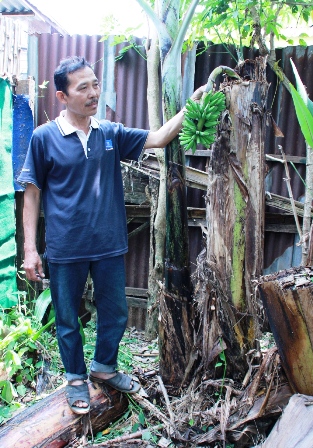 Pisang Berbuah 2 Kali