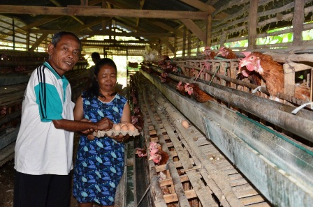 Produksi Telur Turun