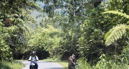 Akhirnya Semak di Jalan Dibersihkan