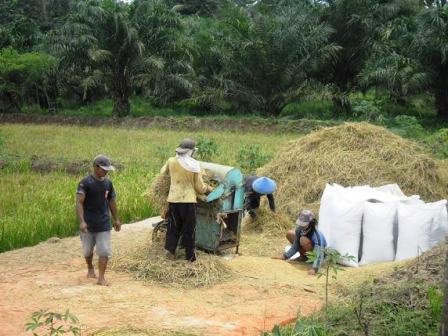 Hindari Banjir, Panen Cepat