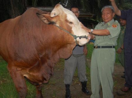 Pengadaan Sapi diplot Rp 865 Juta