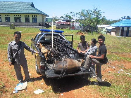 Dua Sapi dan Lima Kambing Diamankan