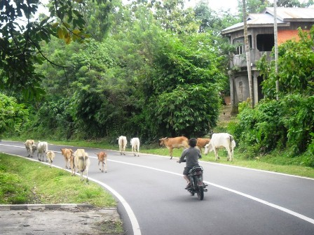 Perda Mandul, Sapi Keliaran