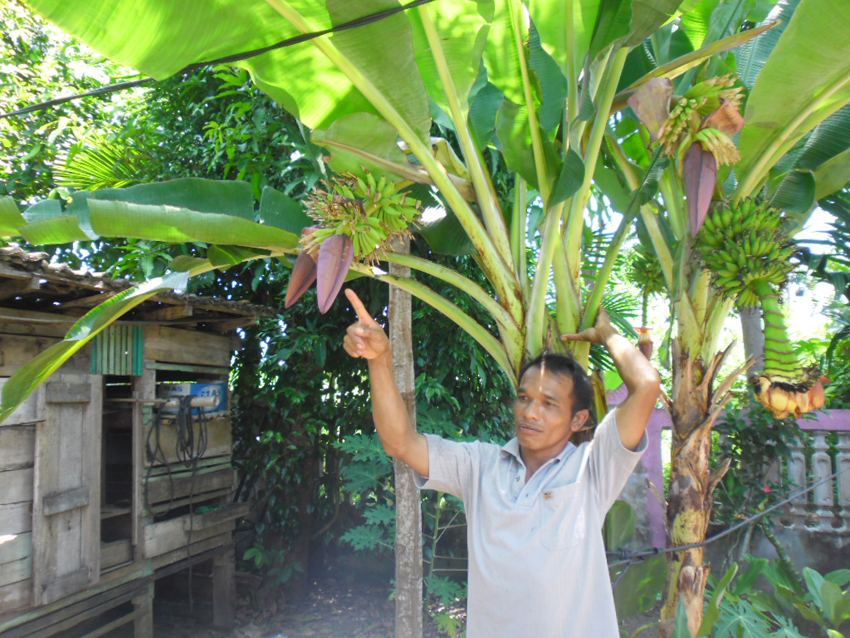 Pohon Pisang Bertandan Tiga