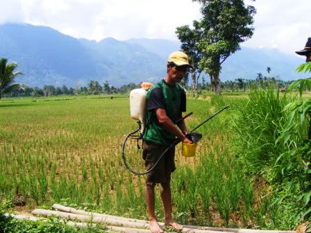 Ulat Serang Tanaman Padi