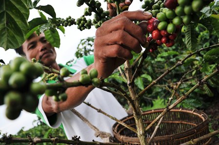 Panen Agung Kopi