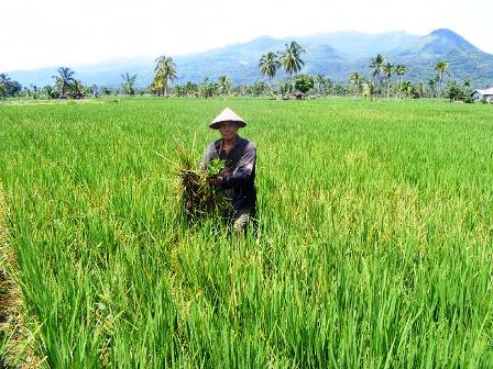 Sawah Dijadikan Perumahan