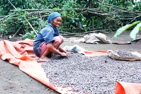 Mata Pencaharian Kopi Mendominasi