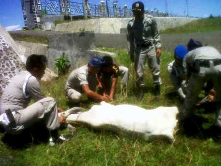 Sehari, Satpol PP Tangkap 7 Kambing