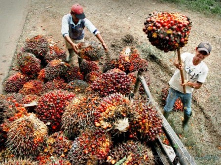 Harga TBS Sawit Kembali Anjlok