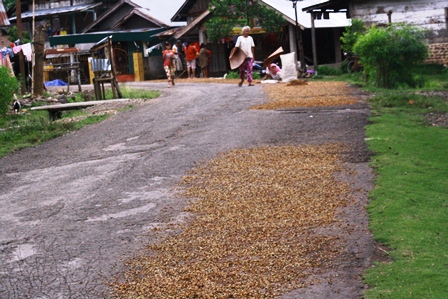 Jemur Kopi di Jalan Raya