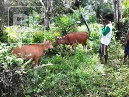 Tempo Semalam 4 Ekor Sapi Raib