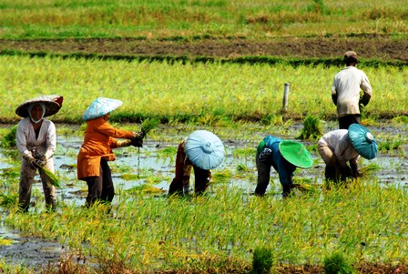 Mukomuko Kekurangan Buruh Tani