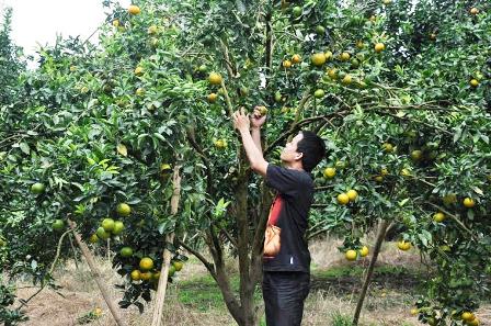 Pajak Kebun Jeruk Rp 8,1 Juta