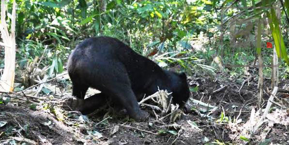 Beruang Kawin Makan Korban