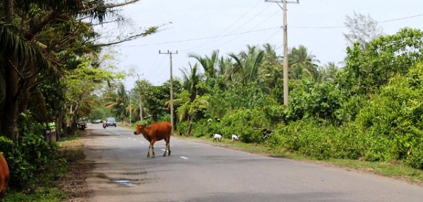 Waspada ! Aksi Curnak Jelang Idul Adha Marak