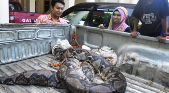 Ular Ngeram di Perkebunan Agri