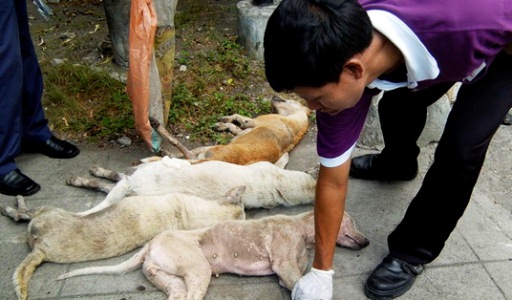 Pemusnahan Anjing Liar Ditunda