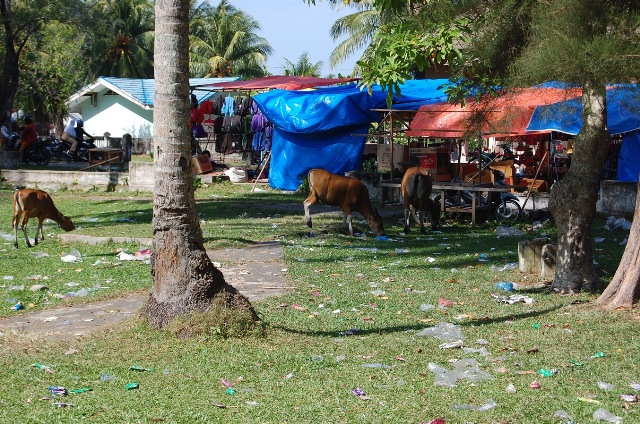 Sapi “Ganggu” Pengunjung Pantai