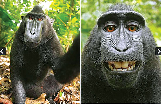 Selfie Monyet Sulawesi Picu Debat Hak Cipta