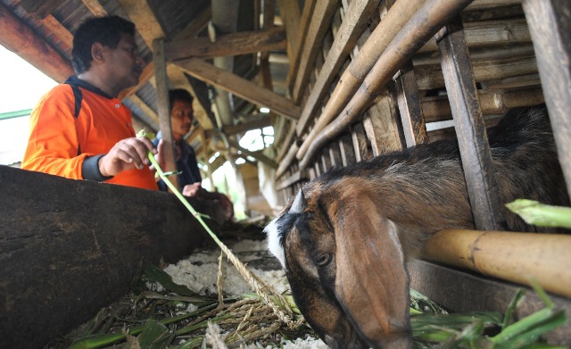 Poktan Dapat 250 Ekor Kambing PE