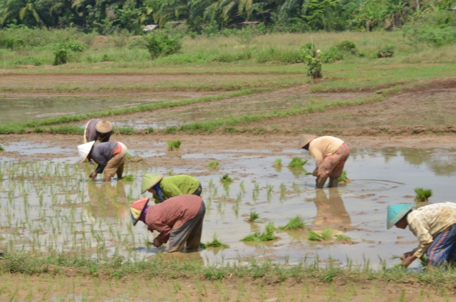 Sawah di Benteng Diserang Hama