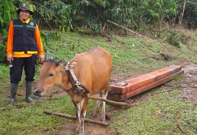 Polres RL Amankan Kayu dan Sapi