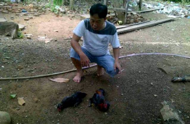 Puluhan Ayam Mati Mendadak