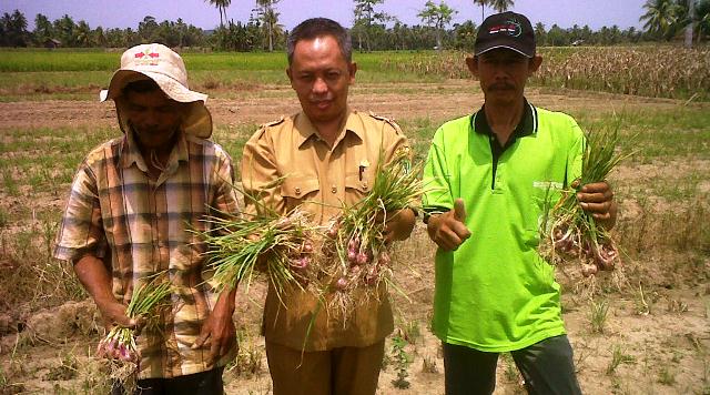 Tanah BS Cocok Budidaya Bawang Merah