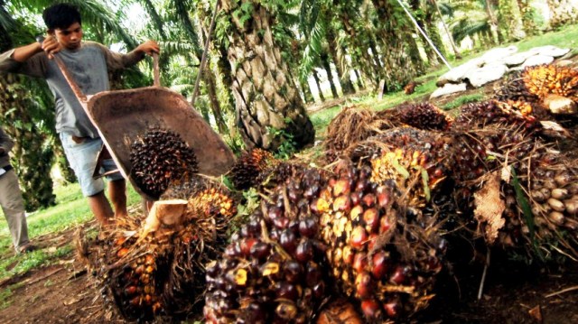 Harga Sawit Anjlok, Petani Diminta Sabar