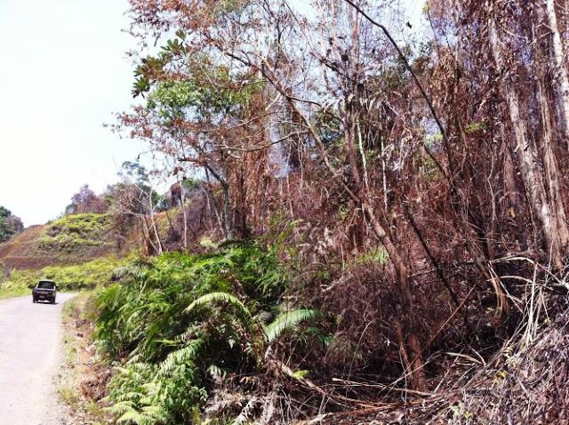 Kebakaran Hutan Sebabkan Kabut Asap