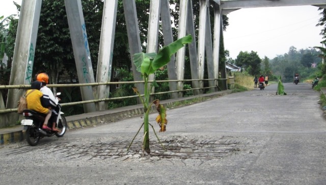 Pisang Ditanam di Tengah Jembatan