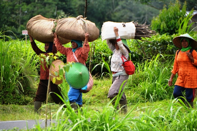 Wisata Kebun Teh Terkendala Lahan