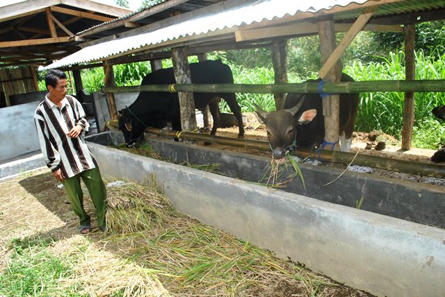 156 Hewan Kurban Siap Potong