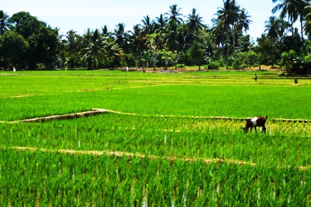 Polres ‘Kantongi’ Calon Tsk Cetak Sawah