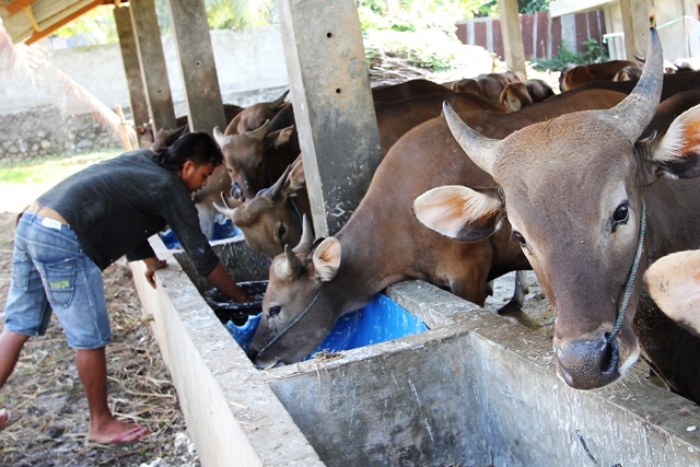 Lebaran 5 Oktober, Pemkot Kurban 10 Sapi