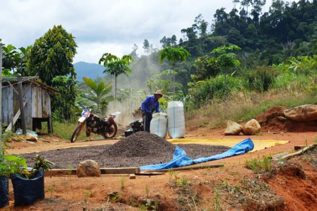 Petani Benteng  Mulai Tinggalkan Kopi