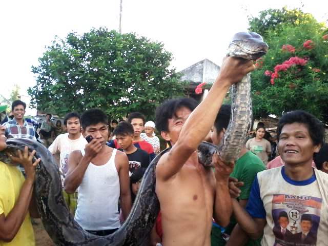 ?Kenyang Makan Babi, Piton Tertangkap Warga