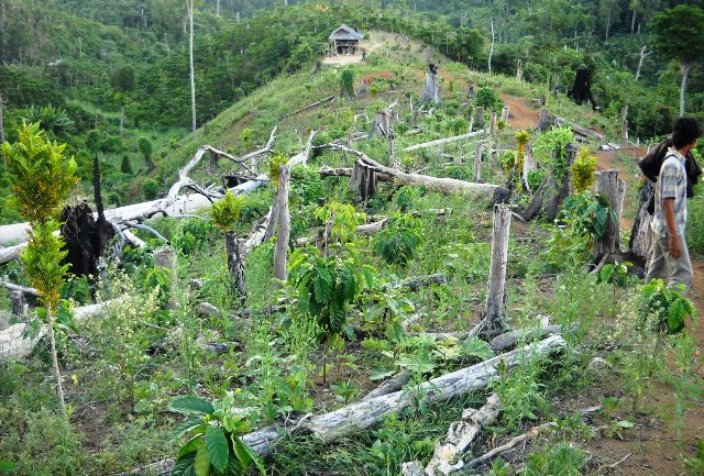 Perambah Hutan Bakal Diusir