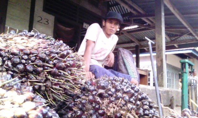 Harga Sawit Anjlok, Petani  Menjerit