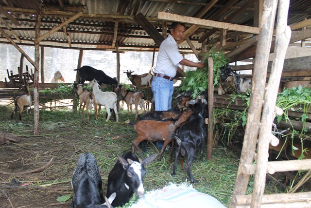 Harga Sapi dan Kambing Naik