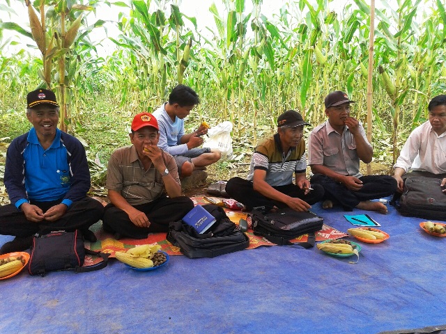 Optimalisasi Lahan, Petani Tanam Jagung