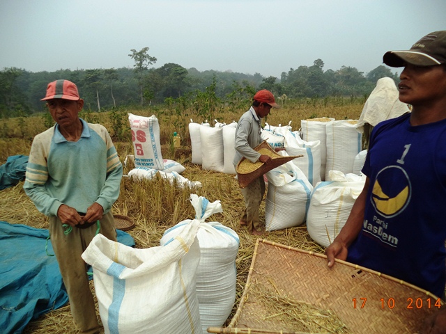 Panen Padi Merugi