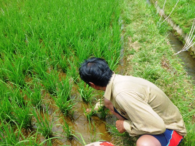 Sawah Kemumu Terancam Gagal Panen