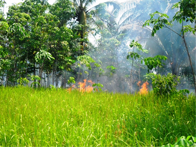 Hindari Pembakaran Lahan